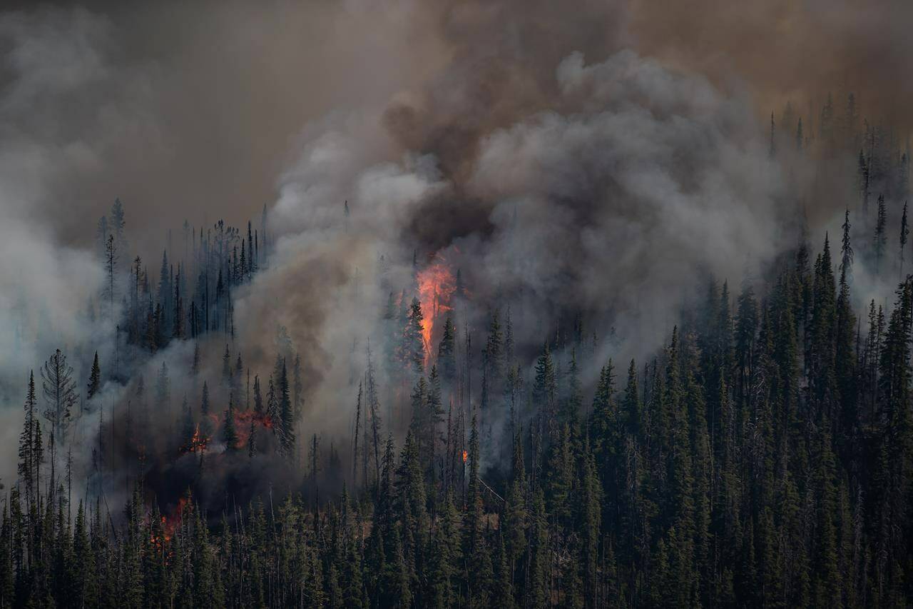 Wildfire fighting and forest management decision are potentially being hampered by inaccurate government data that misrepresents forest fuel loads in British Columbia’s Interior, a new study says. The White Rock Lake wildfire burns west of Vernon, B.C., on Thursday, Aug. 12, 2021. THE CANADIAN PRESS/Darryl Dyck