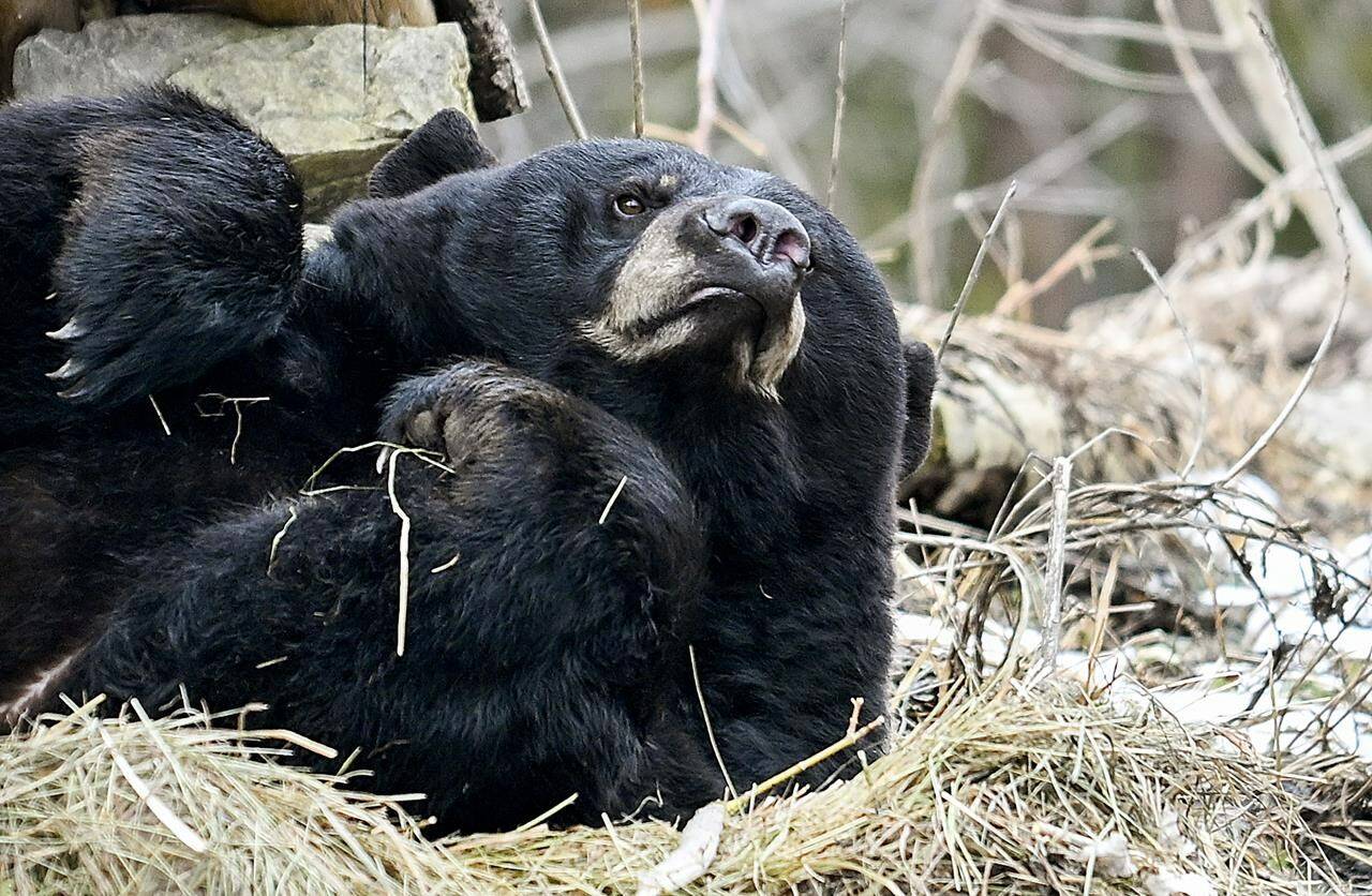 Genie, a thirteen year old American Black bear looks up from a nap at the Zoo Eco Museum west of Montreal, Sunday, March 3, 2023. She came out of hibernation on March 1. THE CANADIAN PRESS/Graham Hughes