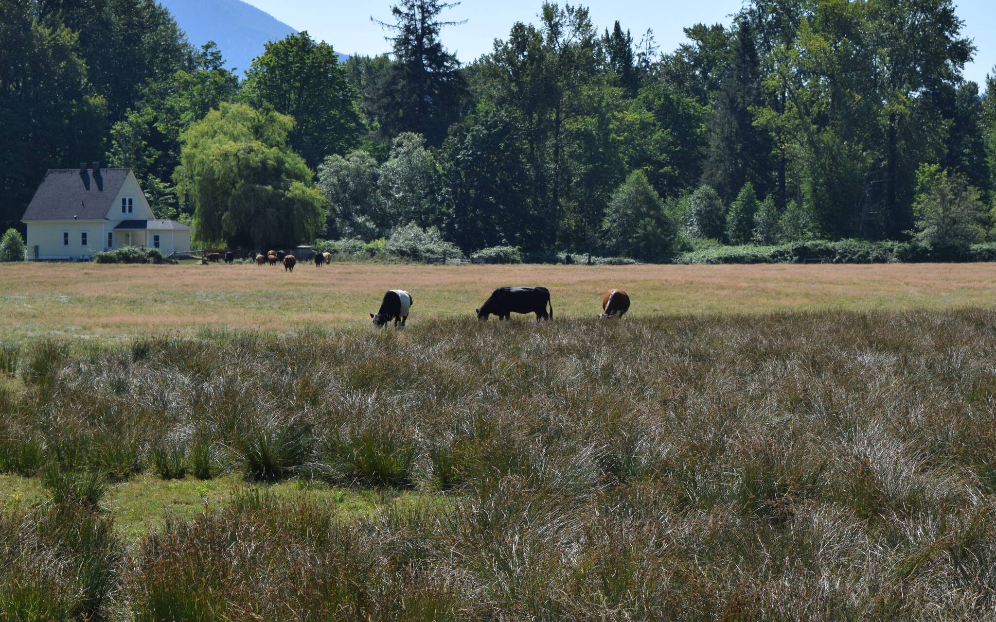 Pitt Meadows city council endorsed recommendations to adjust taxation for B.C. farmland to try and help reduce the amount of farmland that is currently vacant or unused. (Black Press Media files)