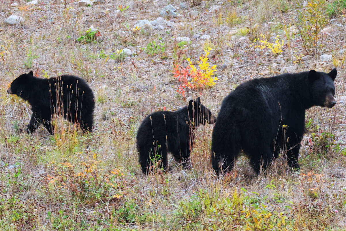 A black bear mother and her two cubs were sighted at Boer Mountain in Burns Lake on Sept. 23, 2023. A BC Greens MLA and the Union of B.C. Indian Chiefs are calling on the province to legislate protections for bear dens. (Saddman Zaman/Black Press Media)