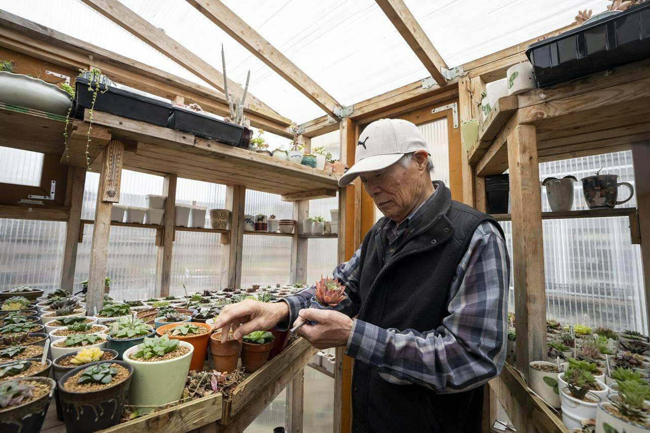 Johnny Tai prunes one of his succulents in Richmond, B.C., on March 3, 2024. The 80-year-old Richmond, B.C., gardener still has hasn’t recovered from the “crime scene” he found in two greenhouses one morning in mid-January — thousands of dead and dying succulents and other plants, thanks to a sudden cold snap and snowfall. THE CANADIAN PRESS/Ethan Cairns