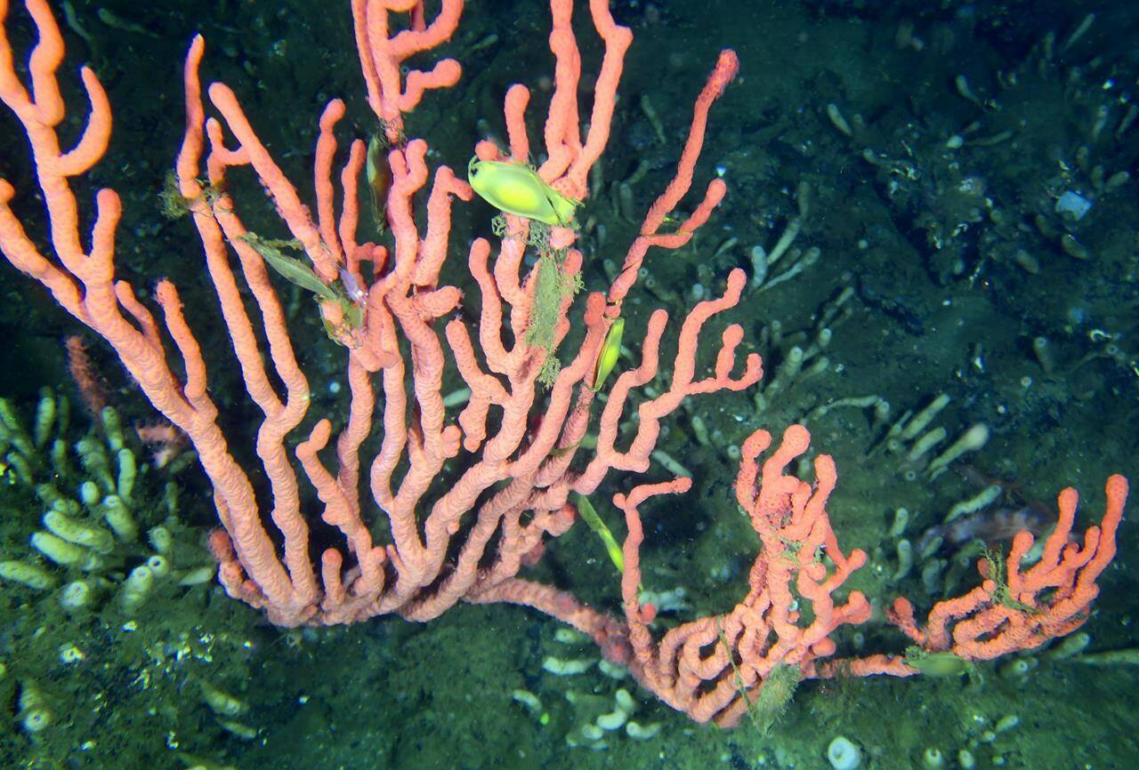 Fish swim amidst pink coral in the Lophelia Reef, located in the Finlayson Channel of the British Columbia coast, about 500 kilometres northwest of Vancouver, in an undated handout photo. THE CANADIAN PRESS/HO-Fisheries and Oceans Canada,