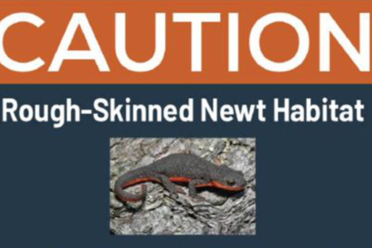 Langford warns residents to avoid contact, leash pets at toxic rough-skinned newts appear in Westhills. (City of Langford/Facebook)