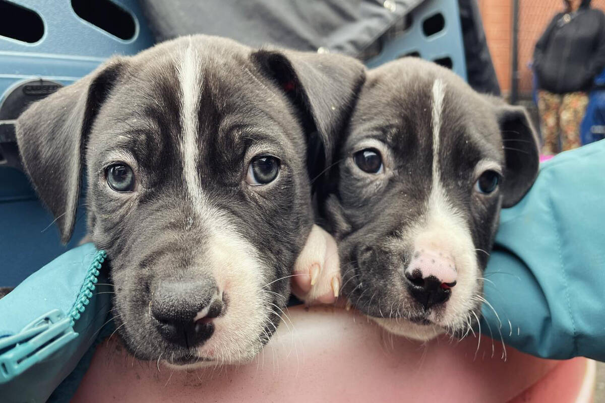 Two puppies wait outside Our Place on Pandora Avenue to receive their shots from Vets for Pets, a free veterinary clinic held every second Sunday of each month. (Vets for Pets/Facebook)