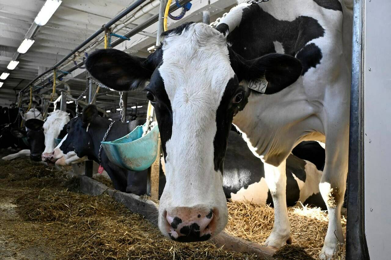 When it comes to the supply management system for egg, poultry and dairy products, all federal parties appear to see eye-to-eye, despite Canada’s relentless affordability crisis. A cow looks on as it feeds in a dairy farm in Saguenay, Que., Tuesday, Jan. 23, 2024. THE CANADIAN PRESS/Jacques Boissinot