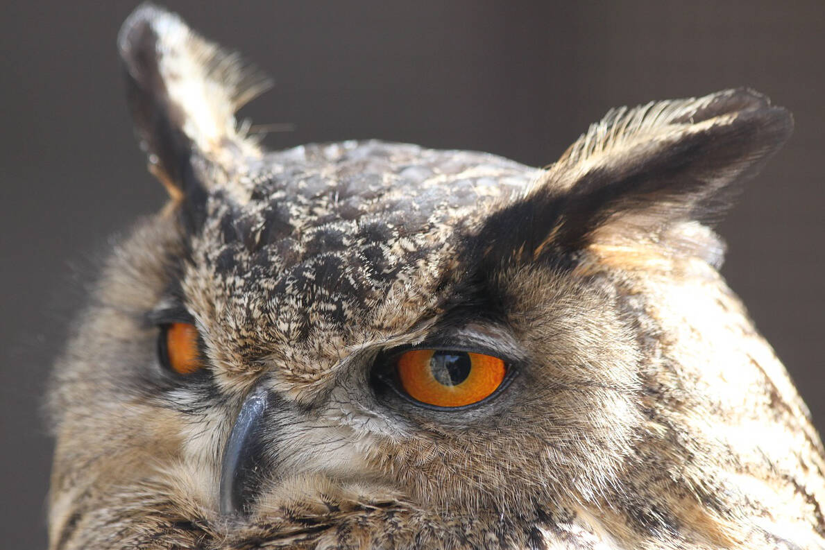 A western screech owl is among at least two threatened species that have been spotted in the temperate rainforests of Tree Farm Licence 46 on Vancouver Island. (Pixabay)
A western screech owl is among at least two threatened species that have been spotted in the temperate rainforests of Tree Farm Licence 46 on Vancouver Island. (Pixabay)