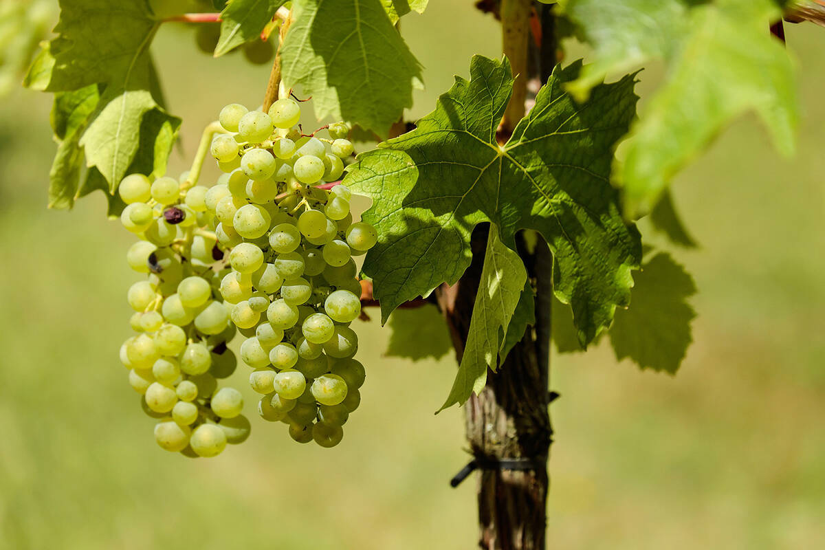 B.C. fruit and grape growers will receive up to $70 million in provincial money to re-plant crops damaged by January’s cold snap. (Black Press Media file photo)