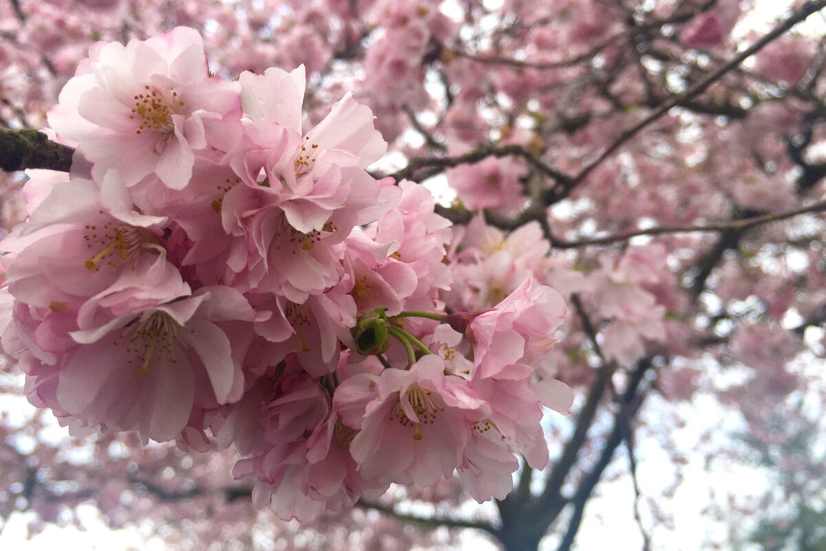 FILE- Cherry blossoms blooming are a welcome sign of spring. (Ashley Wadhwani-Smith/Black Press Media)