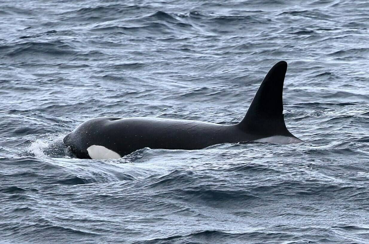 A photo of an orca from what researchers are calling a new population of the marine mammals is shown in this undated handout photo. University of British Columbia researchers say the pod of 49 orcas could belong to a unique oceanic population found near California and Oregon. THE CANADIAN PRESS/HO — University of British Columbia