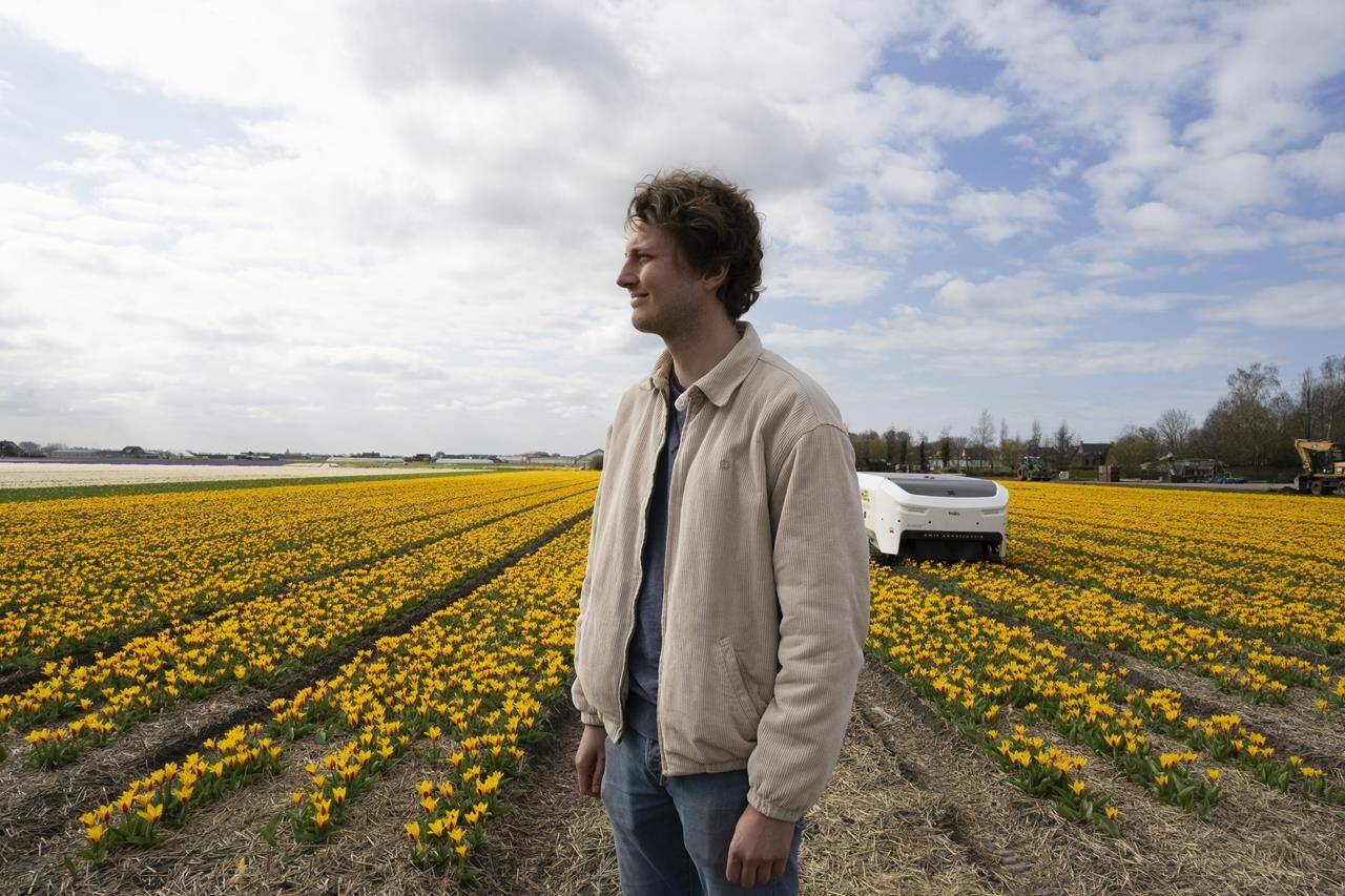 Allan Visser, a third-generation tulip farmer, is interviewed next to Theo the robot, in Noordwijkerhout, Netherlands, Tuesday, March 19, 2024. An artificial intelligence robot is a new high-tech weapon in the battle to root out disease from Dutch tulip fields as they erupt into a riot of springtime color. The robot is replacing a dwindling number of human “sickness spotters” who patrol bulb fields on the lookout for diseased flowers. (AP Photo/Peter Dejong)