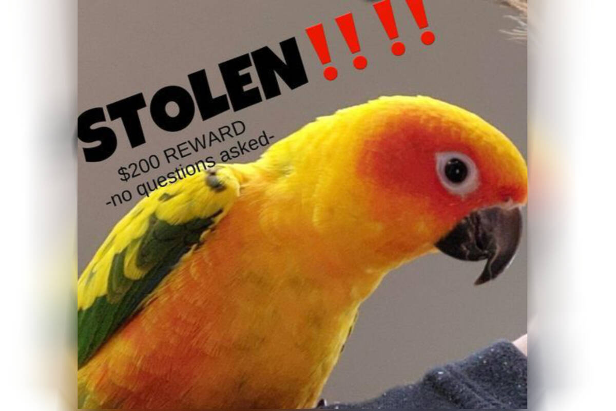 Ed’s World of Critters and Supplies is offering a $400 reward for the return of this sun conure parrot stolen from the store on Monday, March 18. No questions will be asked, they just want him back safely. (Critters Facebook photo)