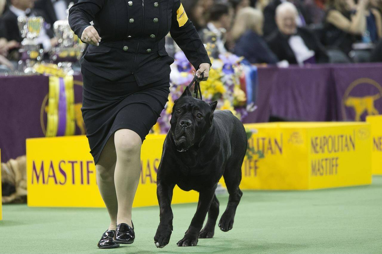 FILE - A cane corso competes at the 140th Westminster Kennel Club dog show, Tuesday, Feb. 16, 2016, at Madison Square Garden in New York. French bulldogs remained the United States’ most commonly registered purebred dogs last year, according to American Kennel Club rankings released Wednesday, March 20, 2024. The cane corso is now 16th in the rankings. (AP Photo/Mary Altaffer, File)