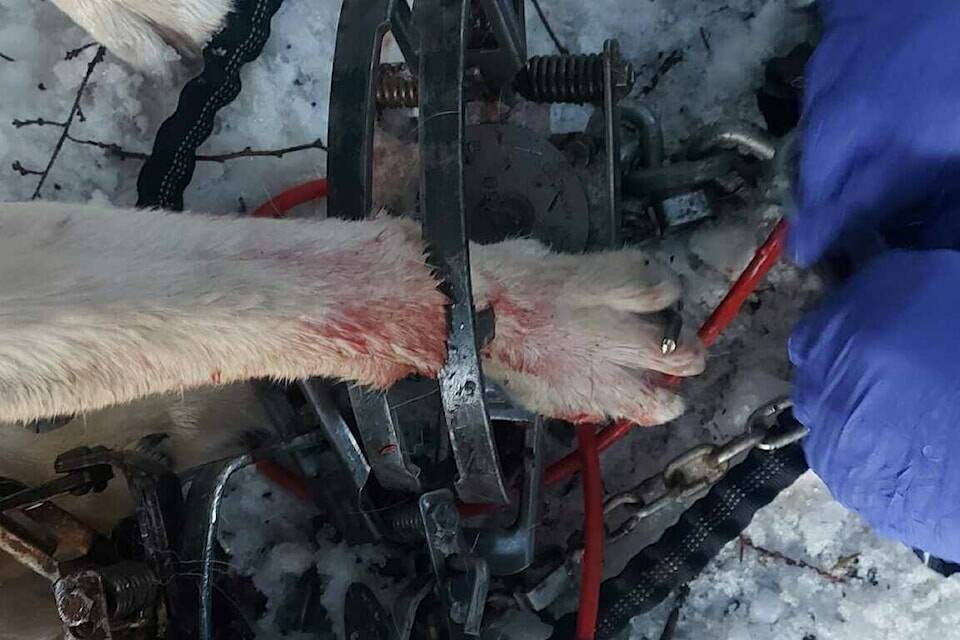 The front paw of Kitimat dog owner Alexis Toews is caught in a non-lethal wolf trap Feb. 15 in Kitimat. BC Conservation is looking to speak with a person of interest over the incident. (Alexis Toews photo)