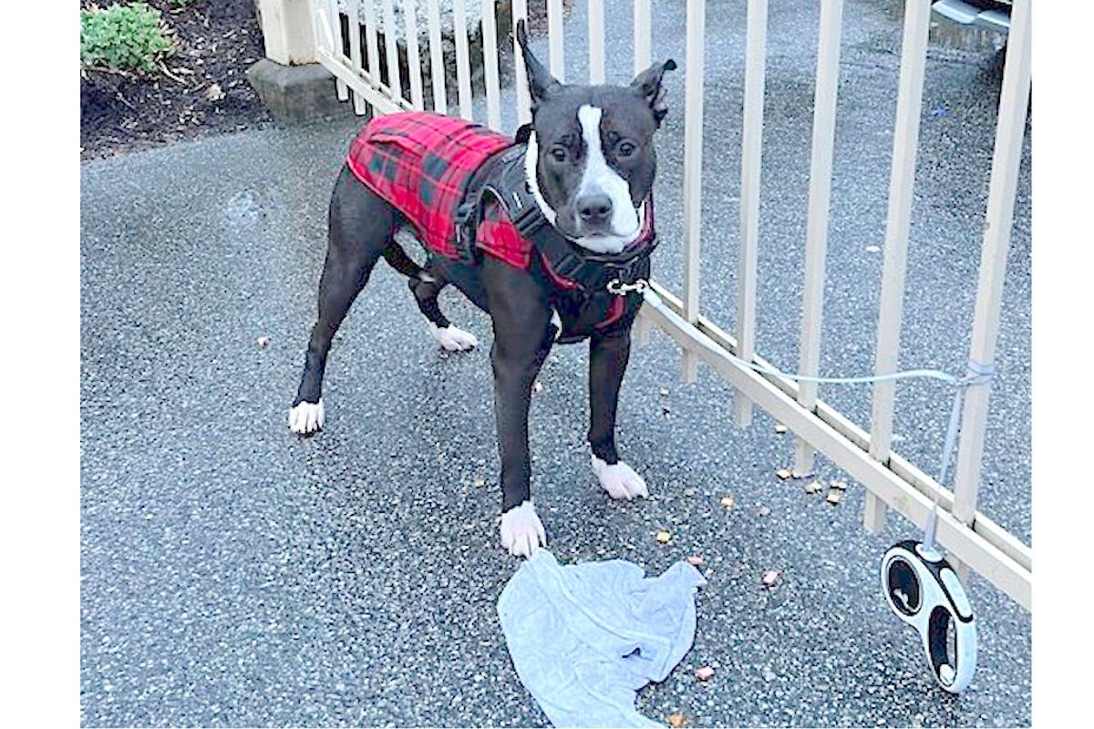 A frightened two-year-old bully breed dog was left tied to the gate of the Patti Dale animal shelter with her leash some time before staff arrived Saturday morning, March 23. (LAPS/Special to Langley Advance Times)