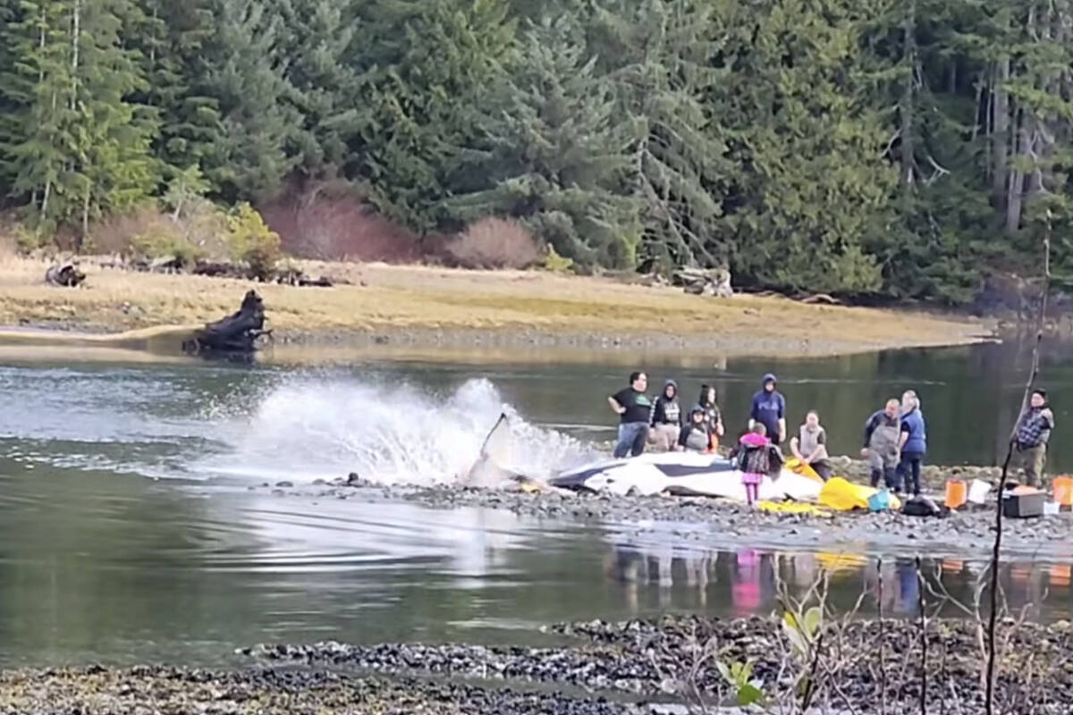 Community members tried to save a beached mother orca near the village of Zeballos on Vancouver Island on Saturday, March 24, 2024. (Screenshot/Tracy Smith/Facebook)