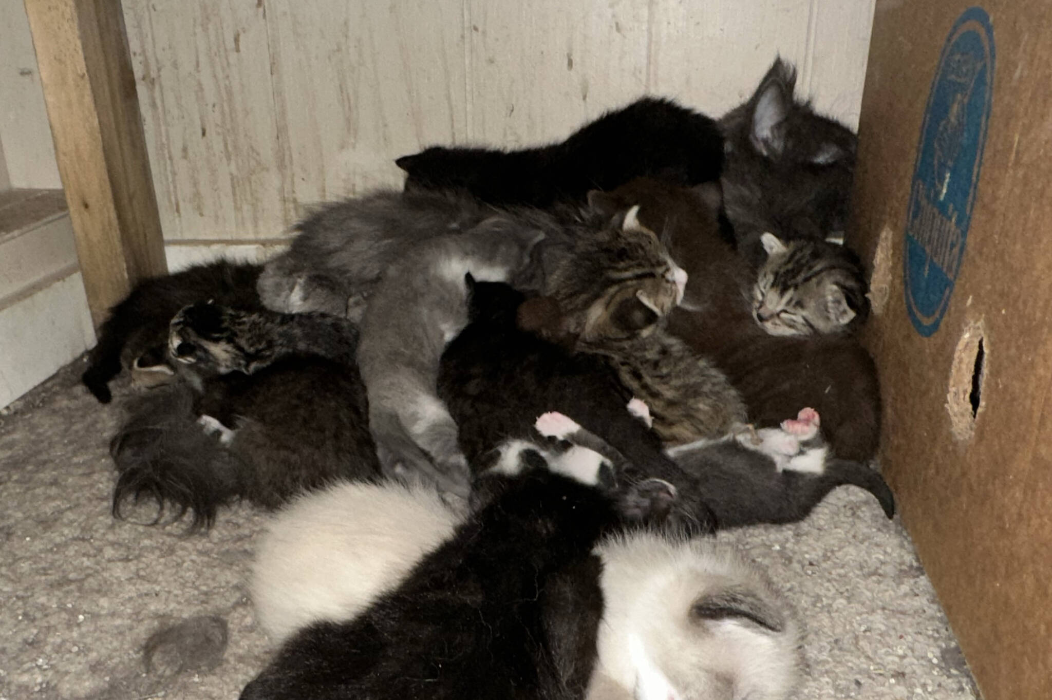 This photo shows some of the 280 cats BC SPCA will start removing from a rural Houston property after its owner had called the BC SPCA for help. (BCSPCA photo/Houston Today)