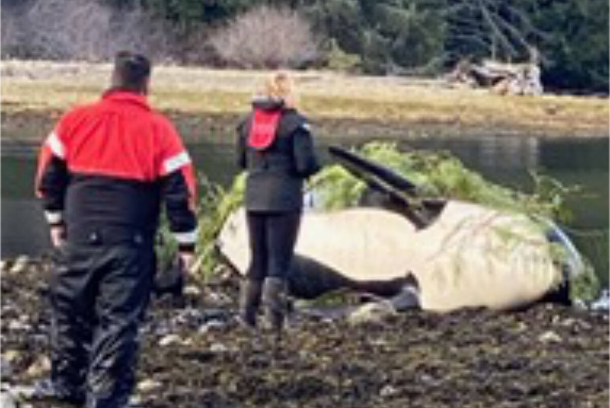 An orca died after being beached near Zeballos over the weekend. Photo courtesy Simon John