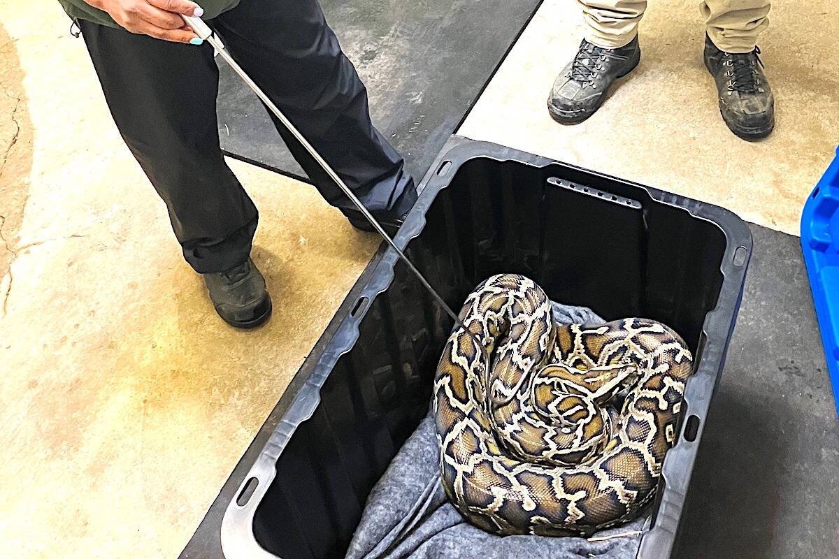 Conservation officers seized a 9-foot-long Burmese python from a home in Chilliwack on March 26, 2024. (Conservation Officer Service)