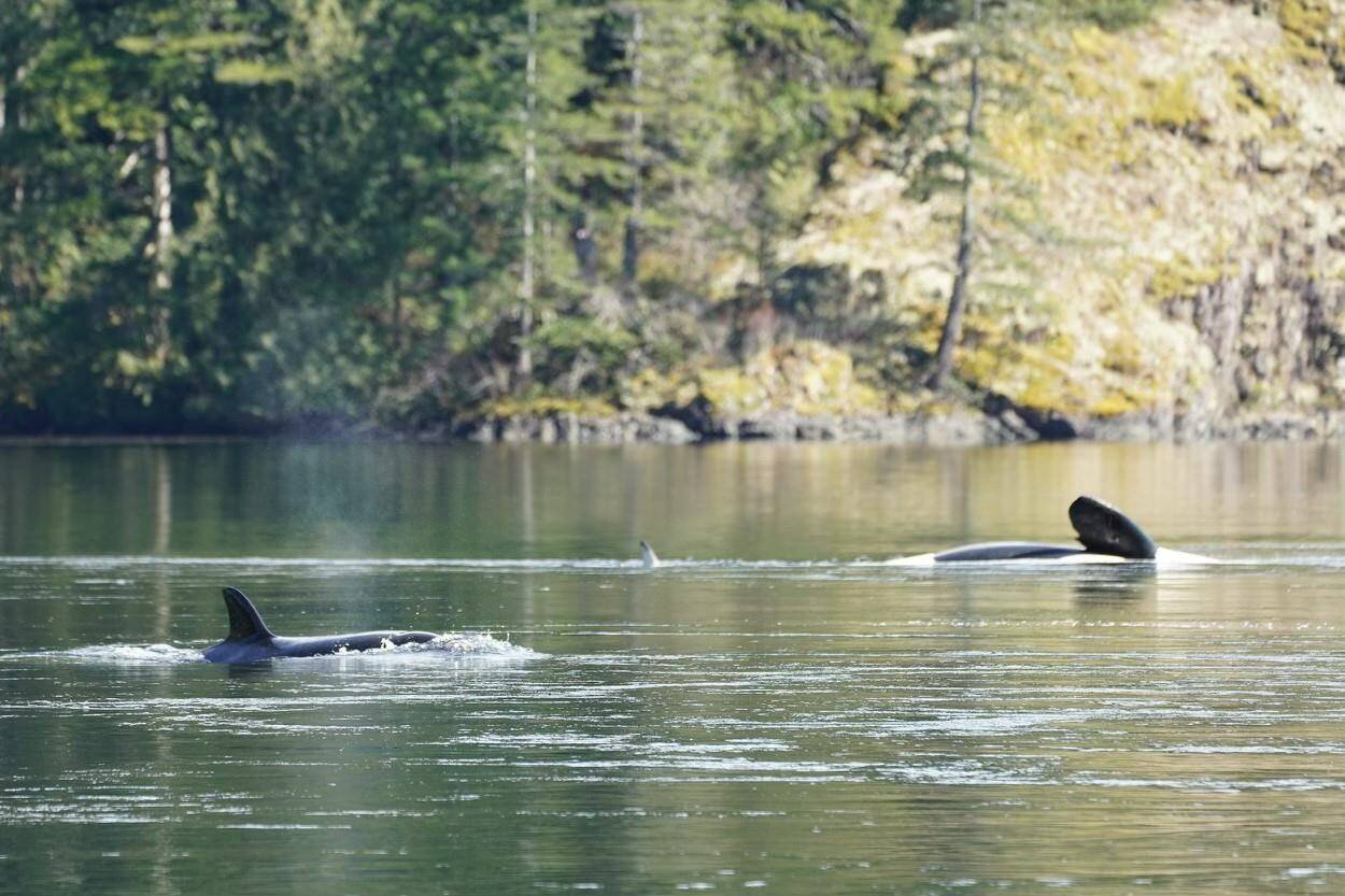 A killer whale and its calf are shown in a lagoon near Zeballos, B.C., in a handout photo. A marine scientist says he expects rescue efforts to help coax a stranded killer whale calf from a shallow lagoon off northern Vancouver Island into the open ocean to continue today despite federal Fisheries Department concerns about limited opportunities due to changing tidal flows. THE CANADIAN PRESS/HO-Jared Towers, Bay Cetology
