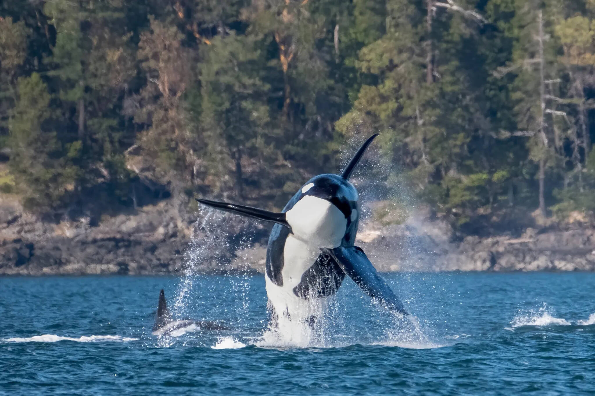 A male Bigg’s killer whale breaches in 2023. (Bethany Shimasaki, Western Prince)