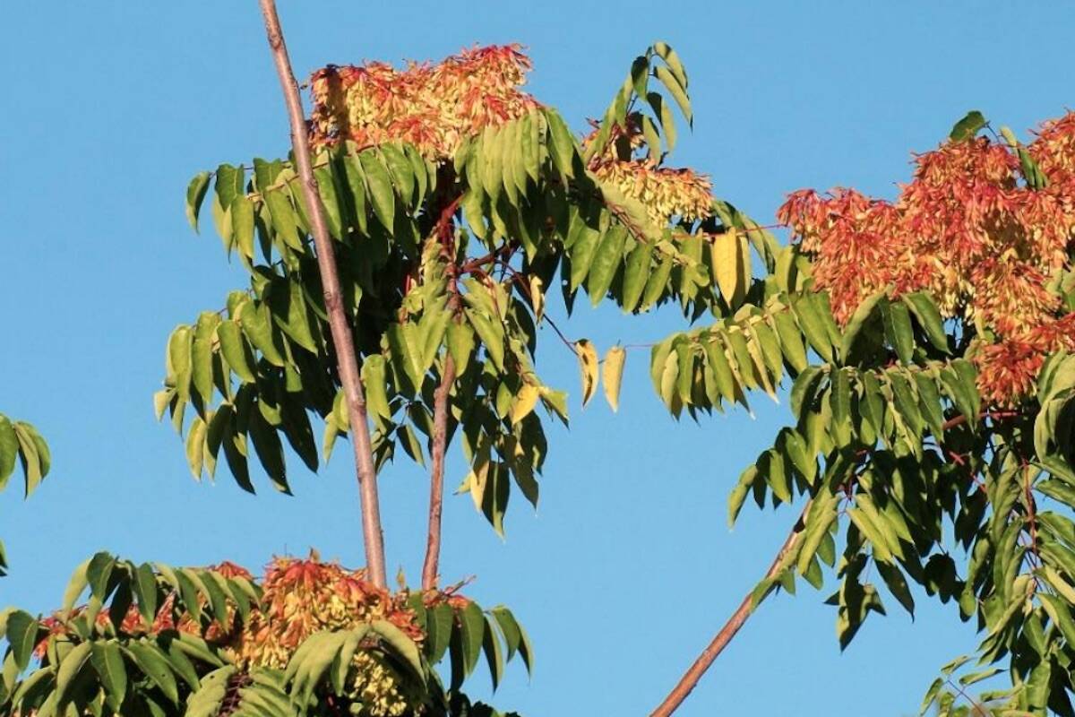 The Tree of Heaven is an invasive plant and the preferred nesting ground of the Spotted Lantern Fly. (RDCO photo)