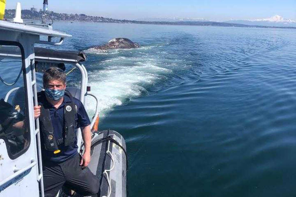 South Surrey’s Paul Cottrell, who works with the DFO, tows a grey whale out of Semiahmoo Bay in April 2021. (Contributed photo)