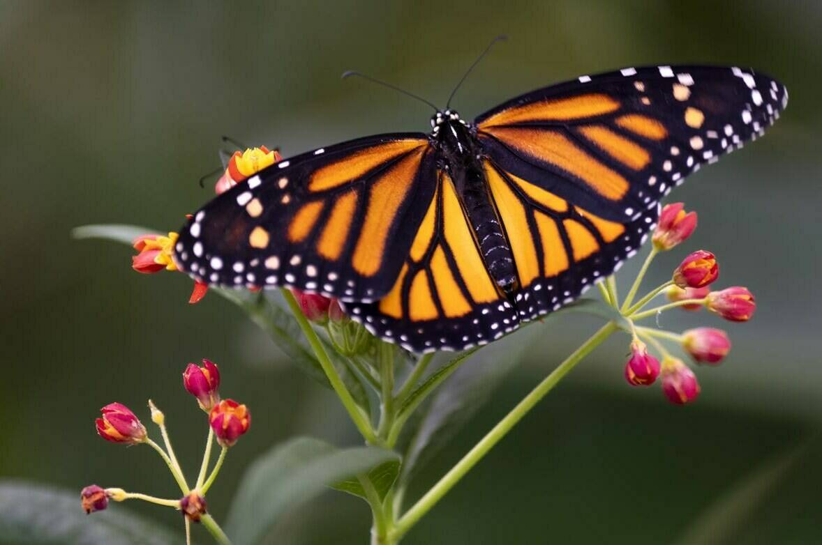 A monarch butterfly at the Insectarium in Montreal, on Wednesday, November 9, 2022. (THE CANADIAN PRESS/Paul Chiasson)
