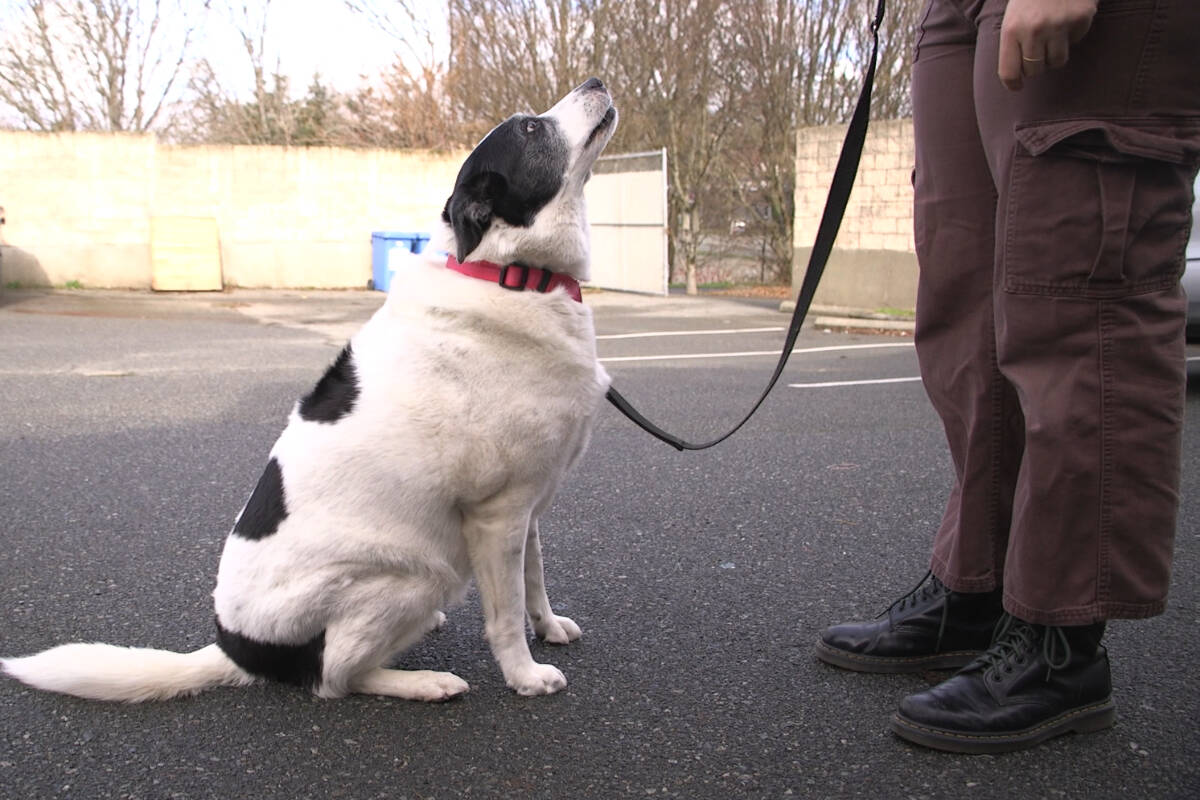 Olive, an 11-year old border collie, is the BC SCPA oldest resident. She has only been there for a week. But unlike puppies and kittens, older dogs and cats can have a harder time getting adopted. (News Staff/ Thomas Eley)