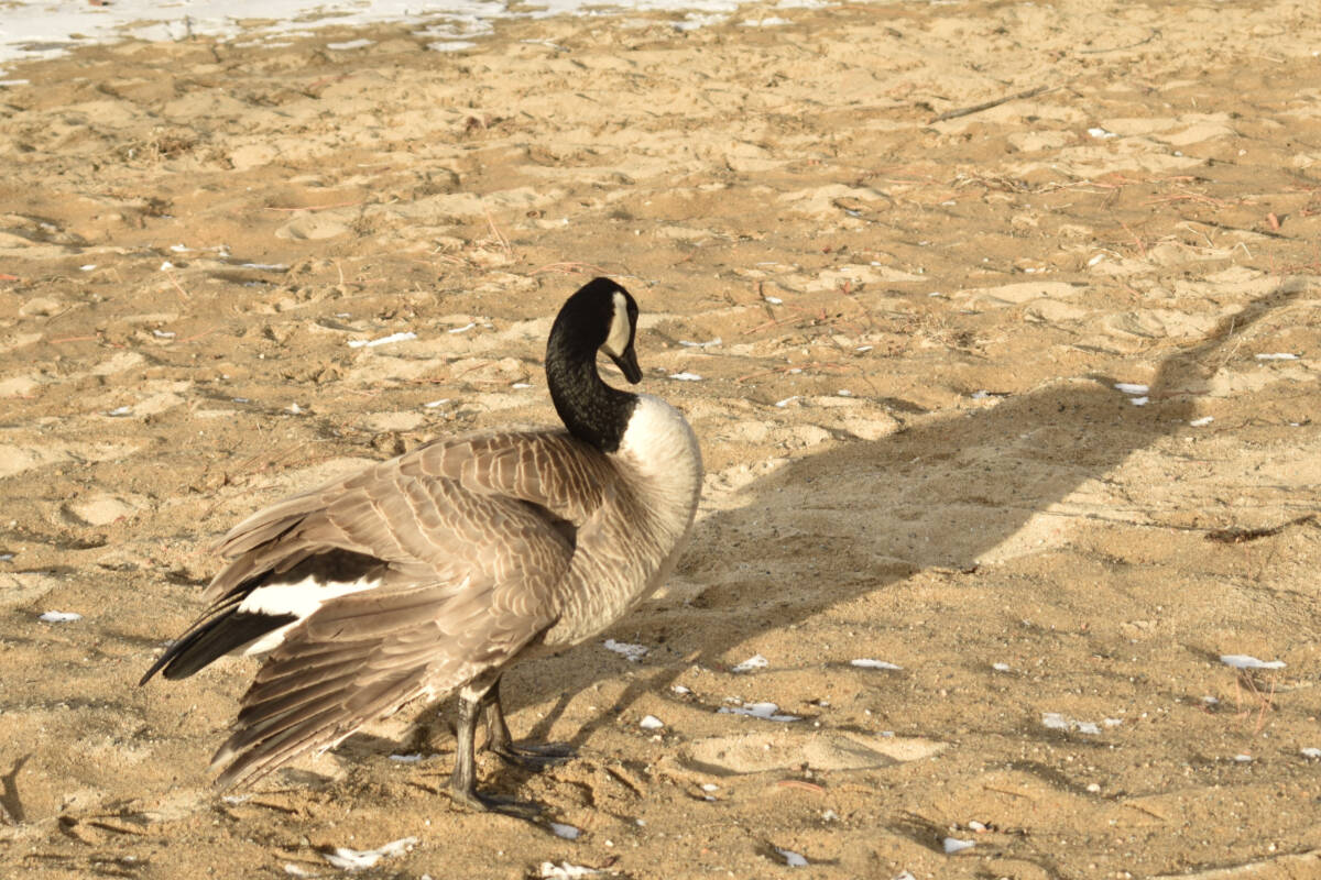 Kevin, Penticton’s famous Canada goose, on the shores of Okanagan Lake in February 2023. The beloved community member was put down after a dog attack in April 2024. (Logan Lockhart- Western News)