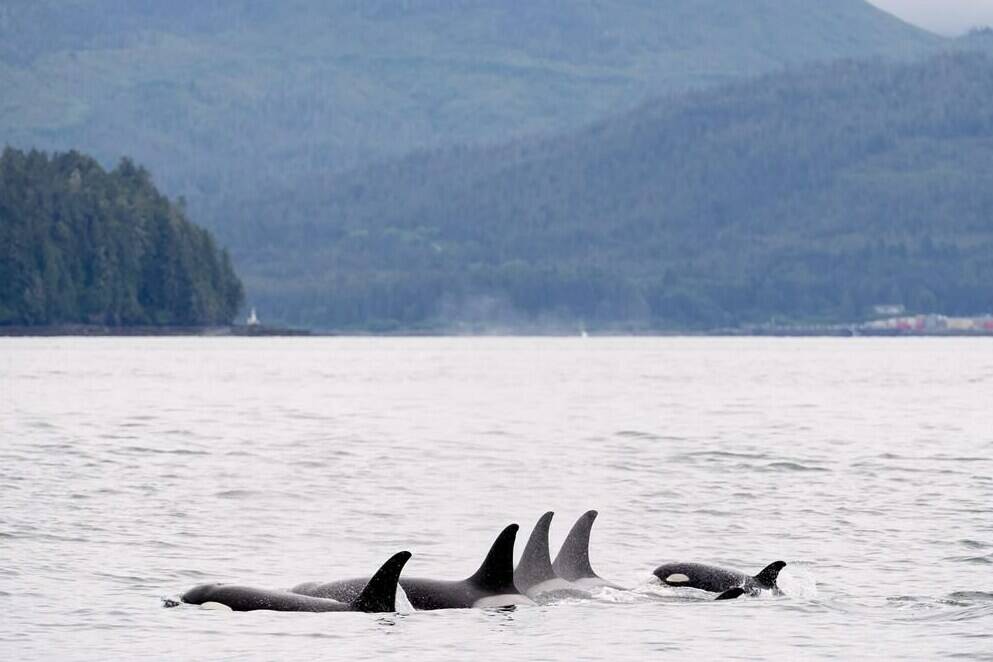The Vancouver-based non-profit Ocean Wise says underwater microphones will be used to help protect whales from collisions with ships off British Columbia’s coast. Killer whales play in Chatham Sound near Prince Rupert, B.C., Friday, June, 22, 2018. THE CANADIAN PRESS Jonathan Hayward