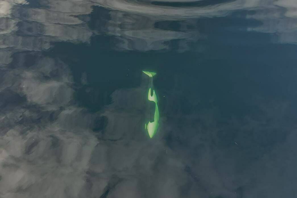 An orphaned killer whale calf stranded in a lagoon near Zeballos, B.C. swims in this April 2024 handout drone photo. The young killer whale stranded in the lagoon off Vancouver Island is a girl. A statement from the Fisheries Department on Friday says drone images have determined that the calf given the First Nation name Kiisahi?is, or Brave Little Hunter, is female. THE CANADIAN PRESS/HO, Fisheries and Oceans Canada