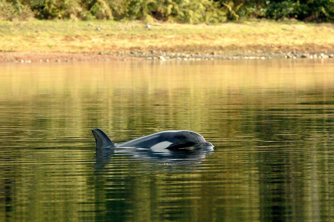 A female orphaned two-year-old orca calf known as kwiisahi?is or Brave Little Hunter, a name given by the Ehattesaht First Nation, continues to live in a lagoon near Zeballos, B.C., on Tuesday, April 9, 2024. THE CANADIAN PRESS/Chad Hipolito