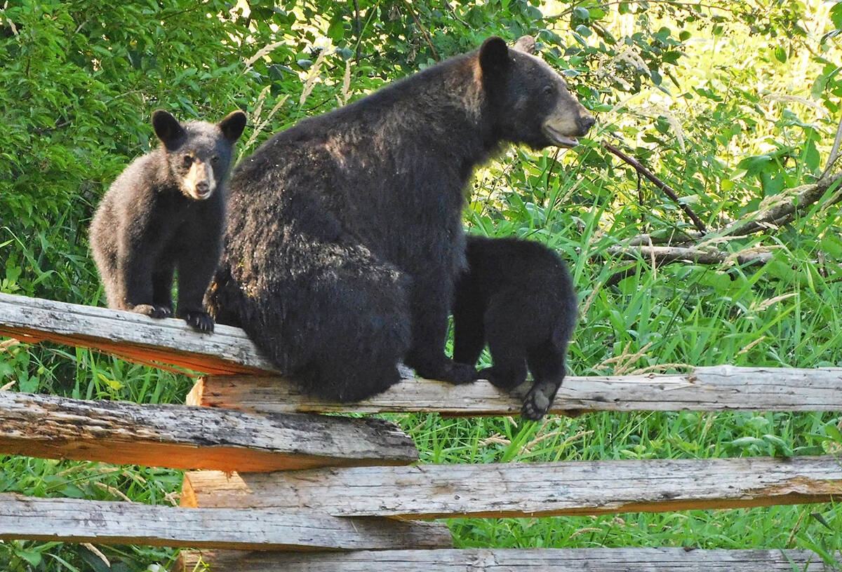 Two bears were killed in Pitt Meadows, resulting in a fine of more than $7,000 to the man who shot them. The bears pictured here were captured in a photograph by local photographer and conservationist Ross Davies. (Special to The News)