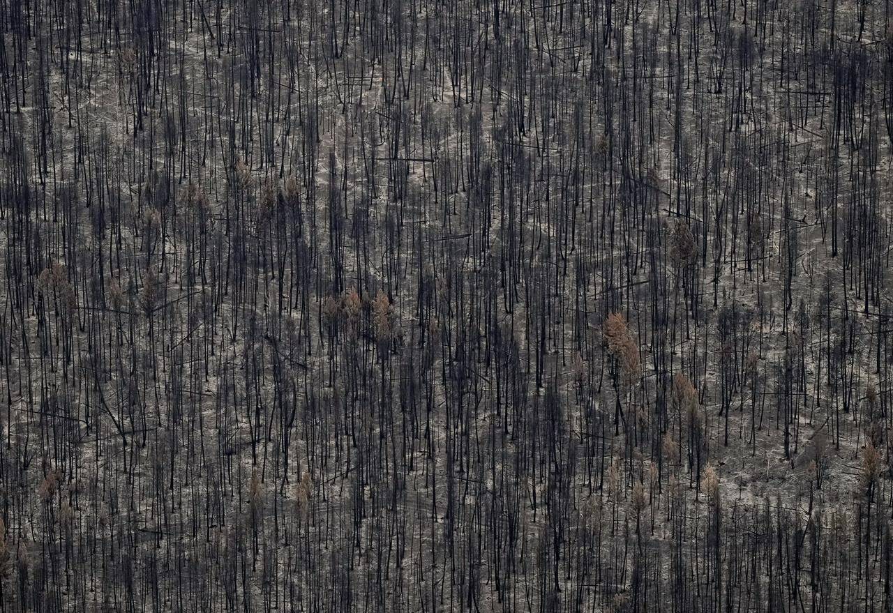 The B.C. government says it’s making it easier for forestry companies to salvage timber damaged by wildfires through a number of changes in regulations. Trees burned by the Bush Creek East Wildfire are seen in Squilax, B.C., Monday, Sept. 11, 2023. THE CANADIAN PRESS/Darryl Dyck