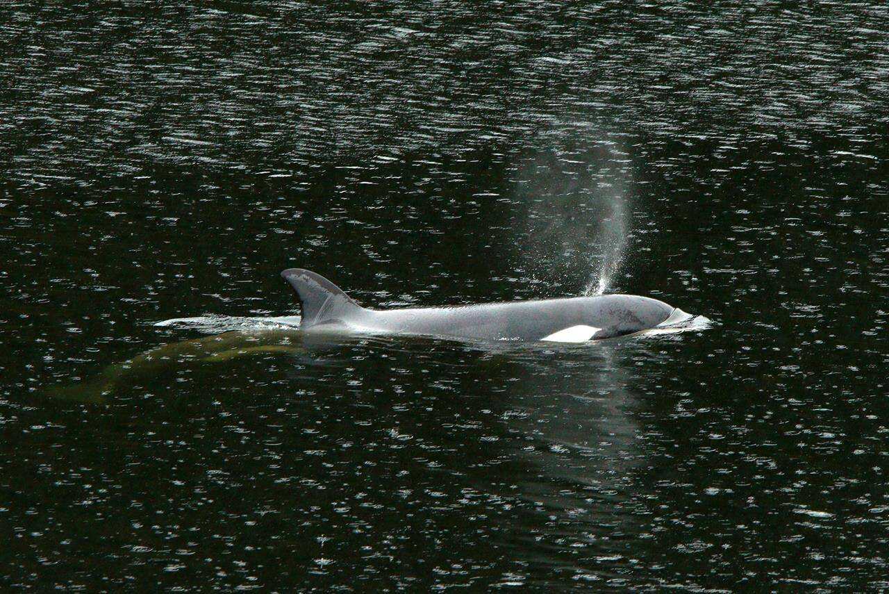 A team of about two dozen people are preparing the planned landing area for the complex rescue effort to save a female killer whale calf stranded in a remote tidal lagoon off northwest Vancouver Island. An orphaned two-year-old female orca calf continues to live and swim in a lagoon near Zeballos, B.C., on Thursday, April 11, 2024. THE CANADIAN PRESS/Chad Hipolito