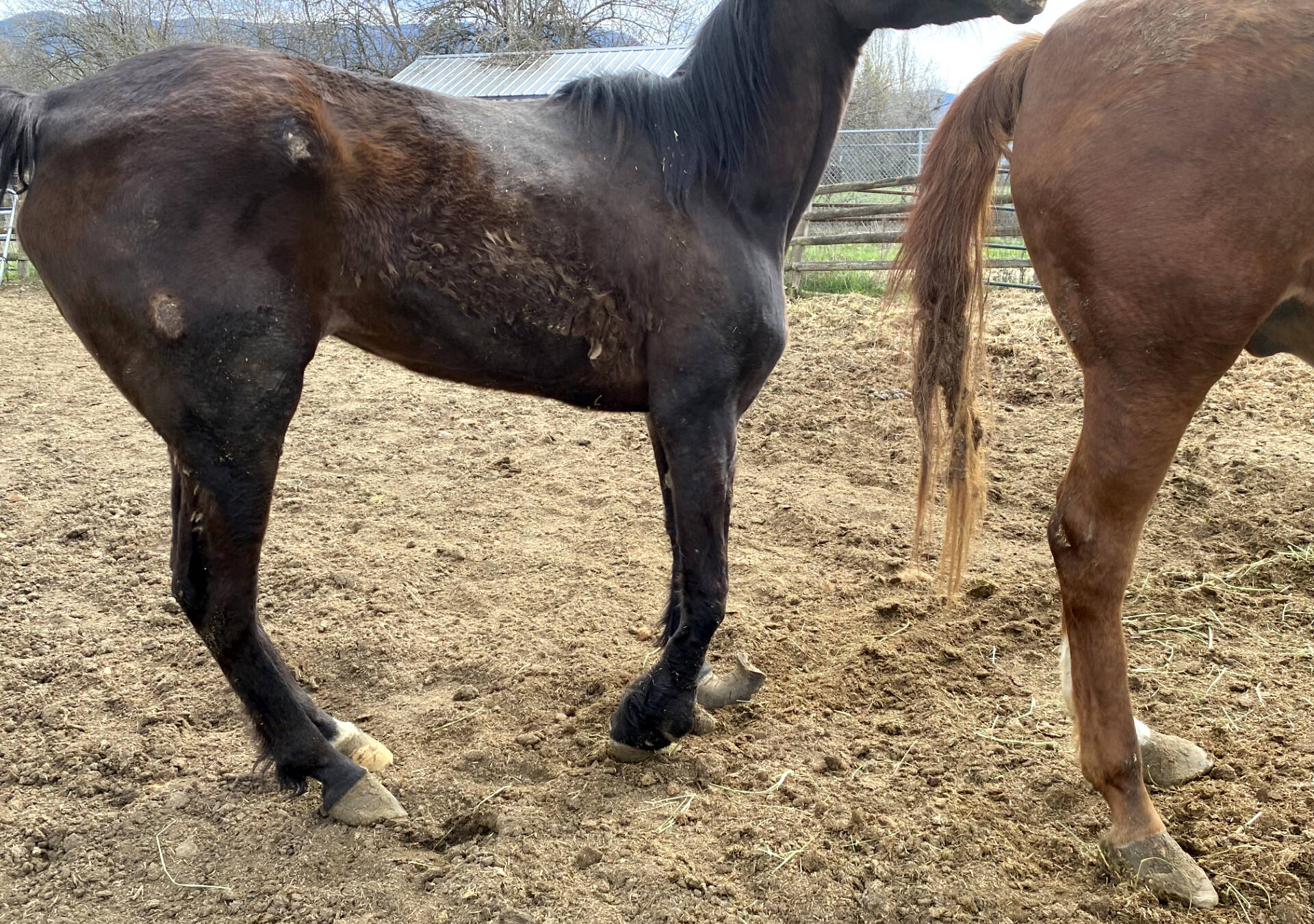 Three horses were seized from an Armstrong property by BC SPCA and one was euthanized. (Contributed)