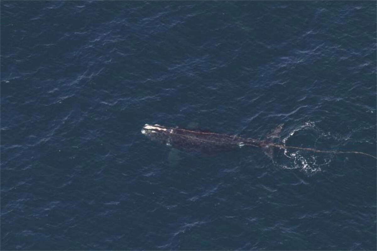 This photo provided by NOAA shows an endangered whale that has been found entangled in fishing gear off the coast of New England. The right whales number less than 360 and they are vulnerable to entanglement in fishing gear and collisions with ships. The entangled whale was seen about 50 miles south of Block Island, Rhode Island, on Wednesday, April 10, 2024, the National Oceanic and Atmospheric Administration said. (NOAA Fisheries via AP)