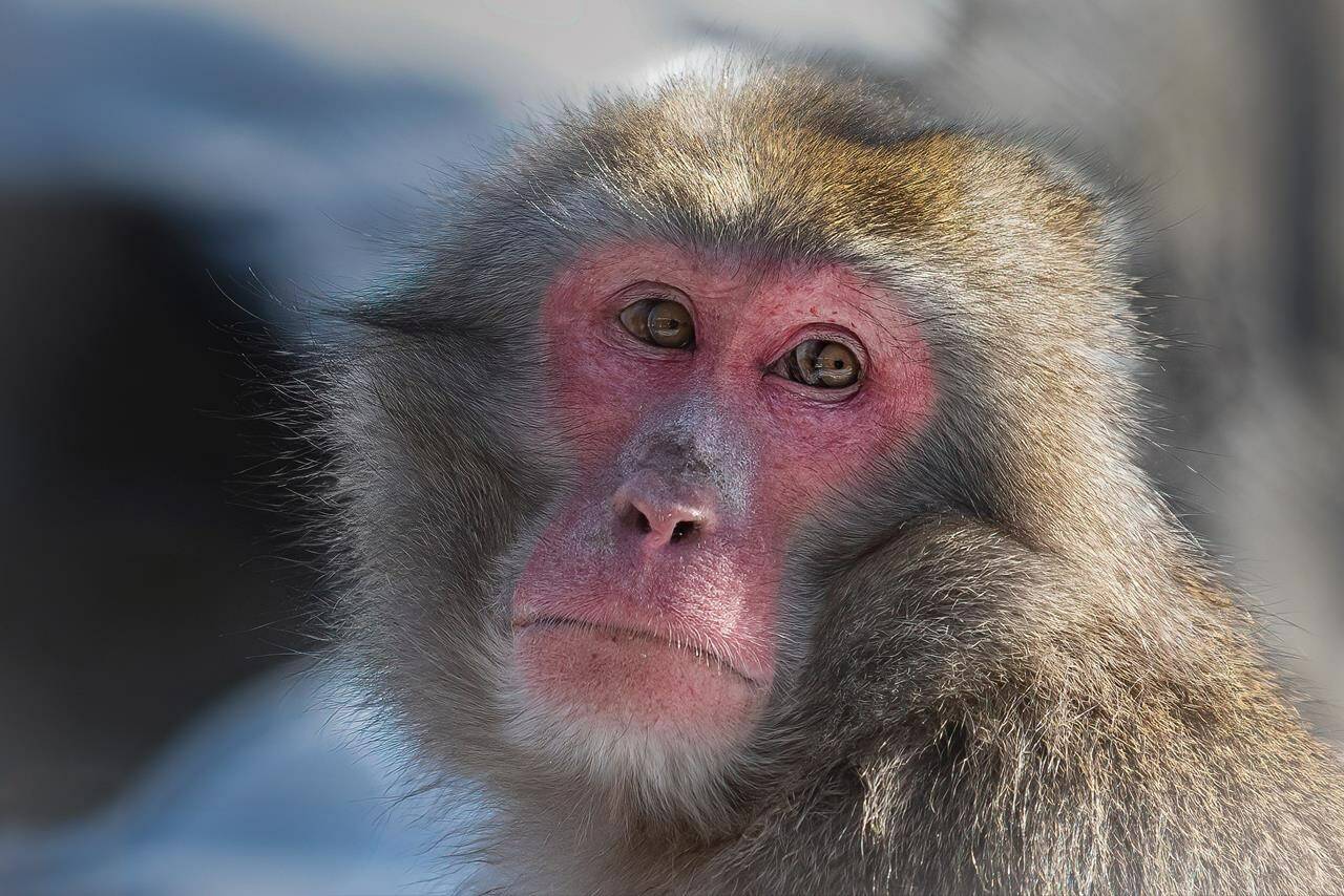 A Quebec zoo took advantage of last Monday’s total solar eclipse to study the behaviours of some of its animals. A Japanese macaque looks on at the Granby Zoo in Granby, Que., in a Jan. 17, 2024, handout photo. The zoo’s research and conservation department was approached by an astrophysics professor from the Université du Québec à Montréal about taking part in an animal behaviour study and collecting data on how they reacted during the rare phenomenon. THE CANADIAN PRESS/HO-Granby Zoo, Keith Bartlett