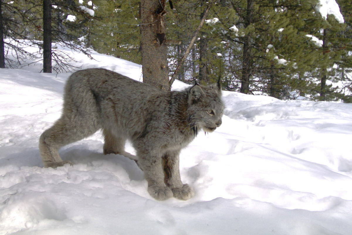 A study that combined camera trap data from around the world looked at how animal behaviour changed during the pandemic. A lynx is seen in this image captured by a camera trap. (Courtesy of Jason Fisher)