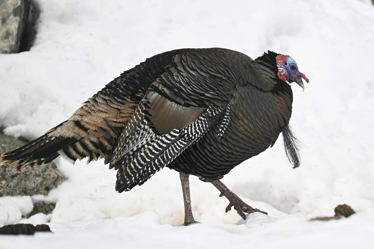 A Quebec regional health authority says no residents were impacted after a wild turkey broke in to a long-term care centre south of Quebec City over the weekend. A wild turkey is shown at the Falardeau Zoo and refuge in Saint-David-de-Falardeau, Que., on Friday, April 7, 2023. THE CANADIAN PRESS/Jacques Boissinot