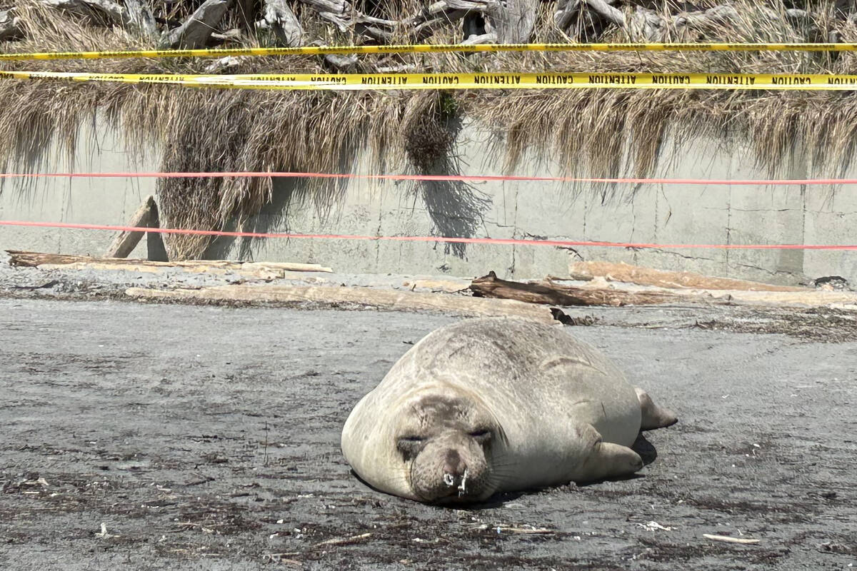 Emerson the elephant seal has made his way back to Greater Victoria after a failed relocation effort to take him to a remote beach up-Island. (Mark Page/News Staff)