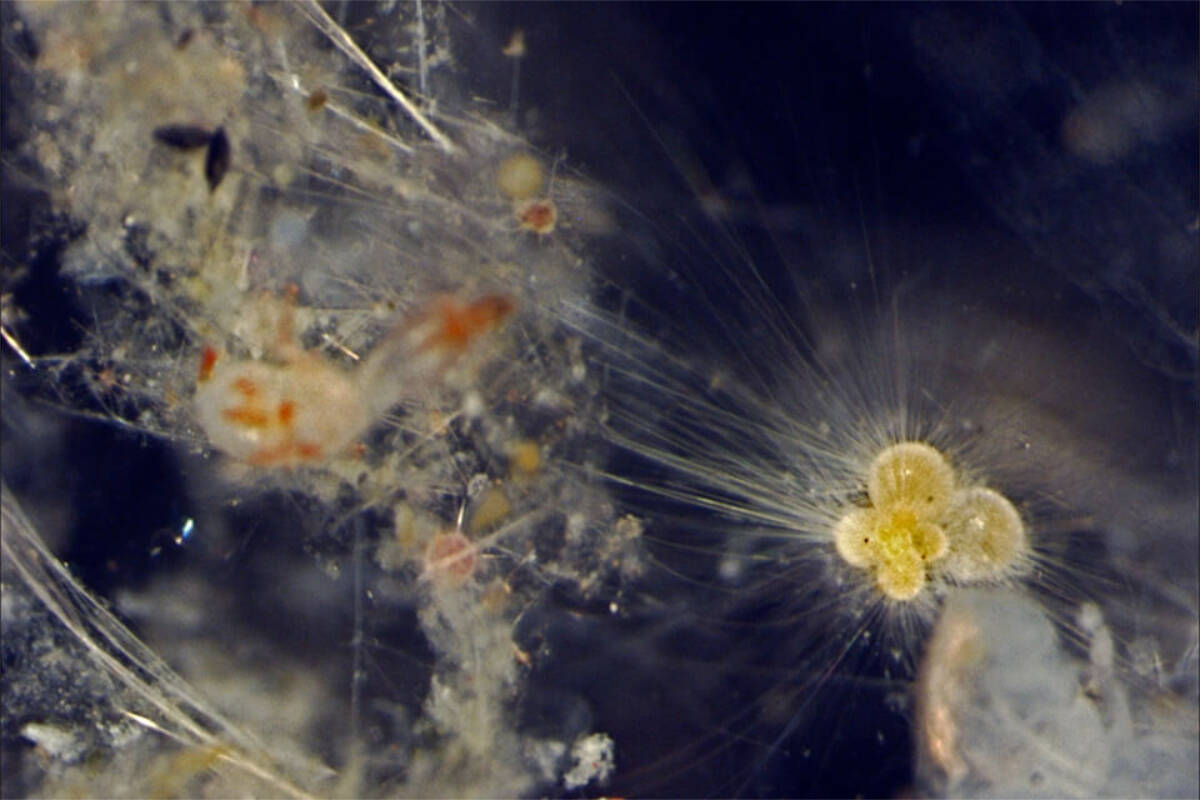 A University of Victoria researcher found that plankton behavior changes before a mass extinction event, which could give insights to how climate change effects the ecosystem. (University of Victoria)