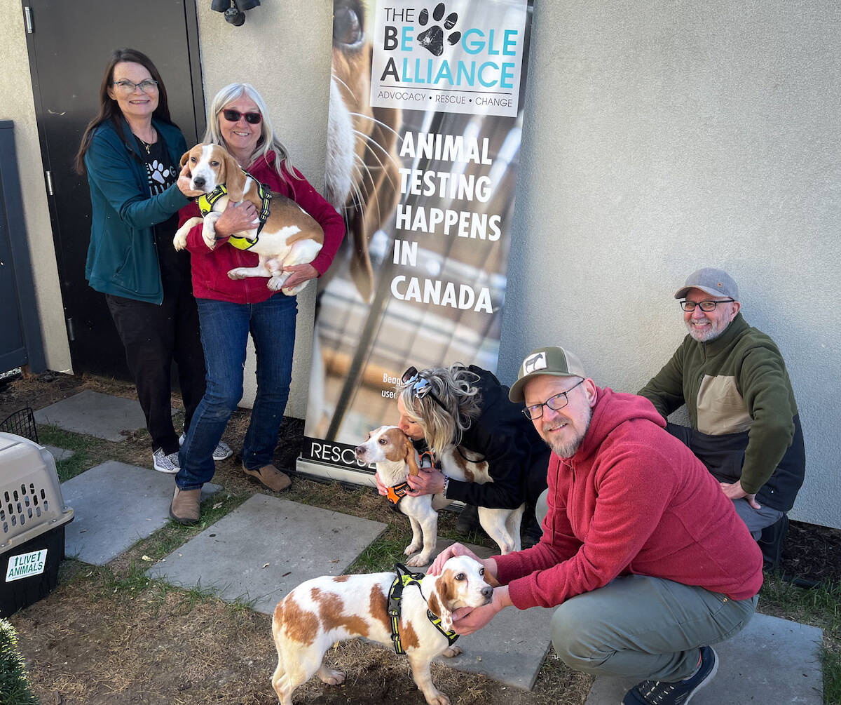 Rescued beagles meeting their new foster families in Kelowna after being rescued from laboratory testing. (Jacqueline Gelineau/Capital News)