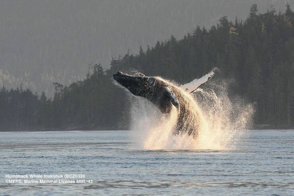 A Humpback Whale breaching the surface waters. (Marine Education and Research Society supplied photo)
