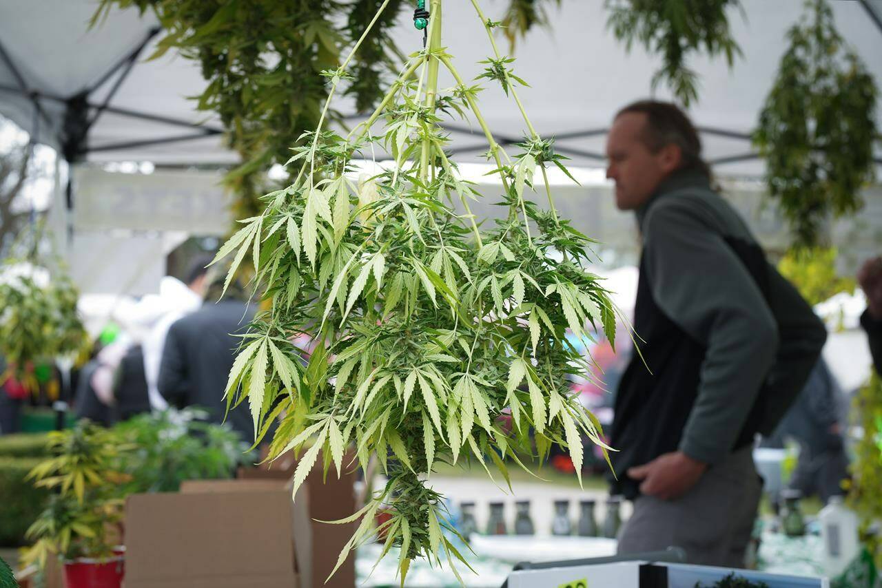 The head of a B.C. cannabis growers group says Vancouver’s choice to discourage instead of sanction 4-20 celebrations over the weekend was a costly “missed opportunity.” Marijuana plants are displayed for sale during a 4-20 event billed as a protest and farmers’ market in Vancouver, B.C., Thursday, April 20, 2023. THE CANADIAN PRESS/Darryl Dyck