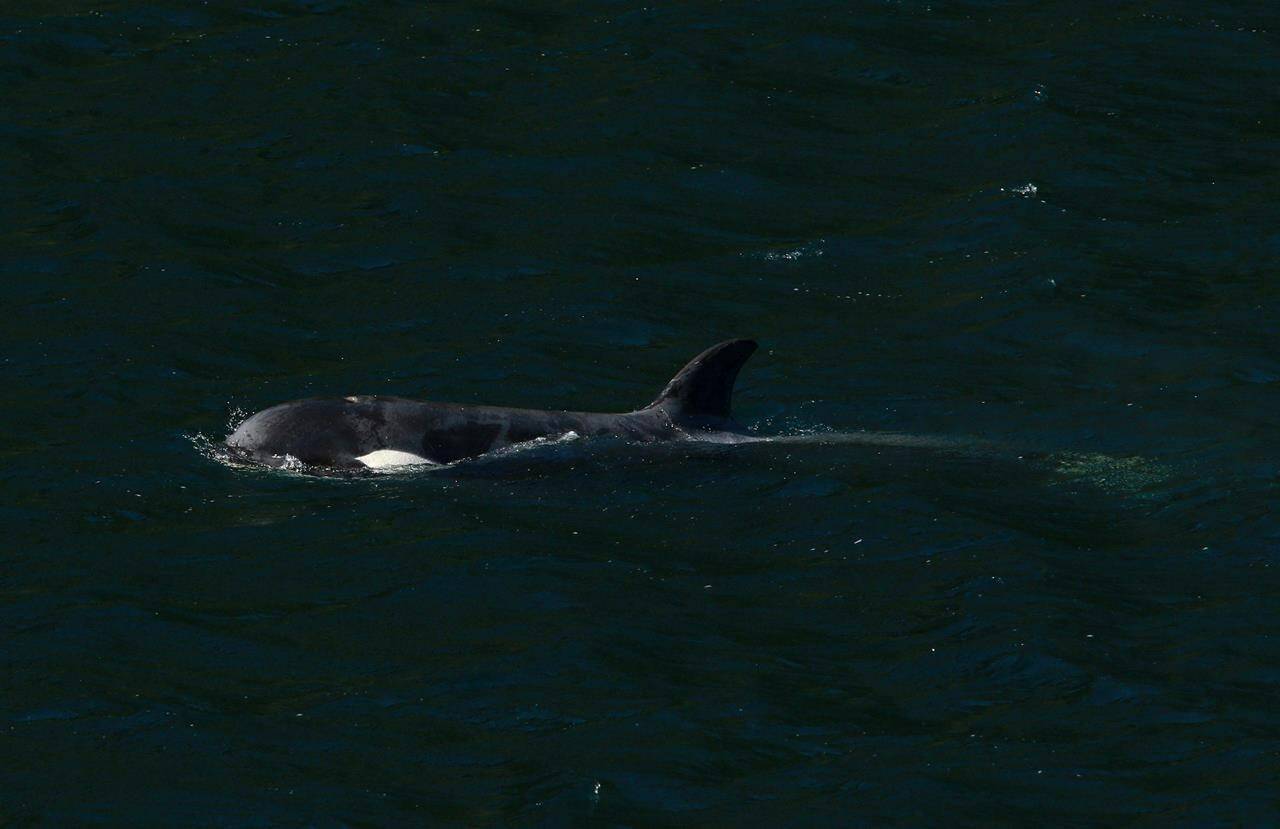 A two-year-old female orca calf, named Kwiisahi, or Brave Little Hunter, by the Ehattesaht First Nation, is spotted at the Little Espinosa Inlet near Zeballos, B.C., Friday, April 19, 2024. THE CANADIAN PRESS/Chad Hipolito