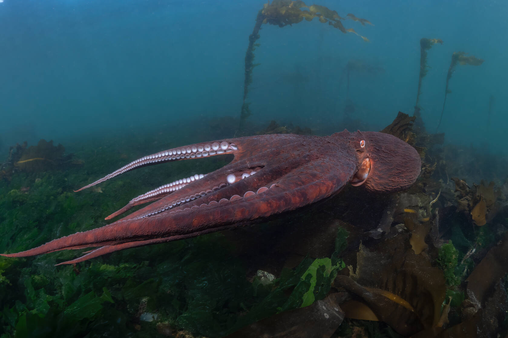 Comox Valley cinematographer and diver Maxwel Hohn captured the enigmatic giant Pacific octopus for National Geographic's Secrets of the Octopus. Photo submitted/Maxwell Hohn