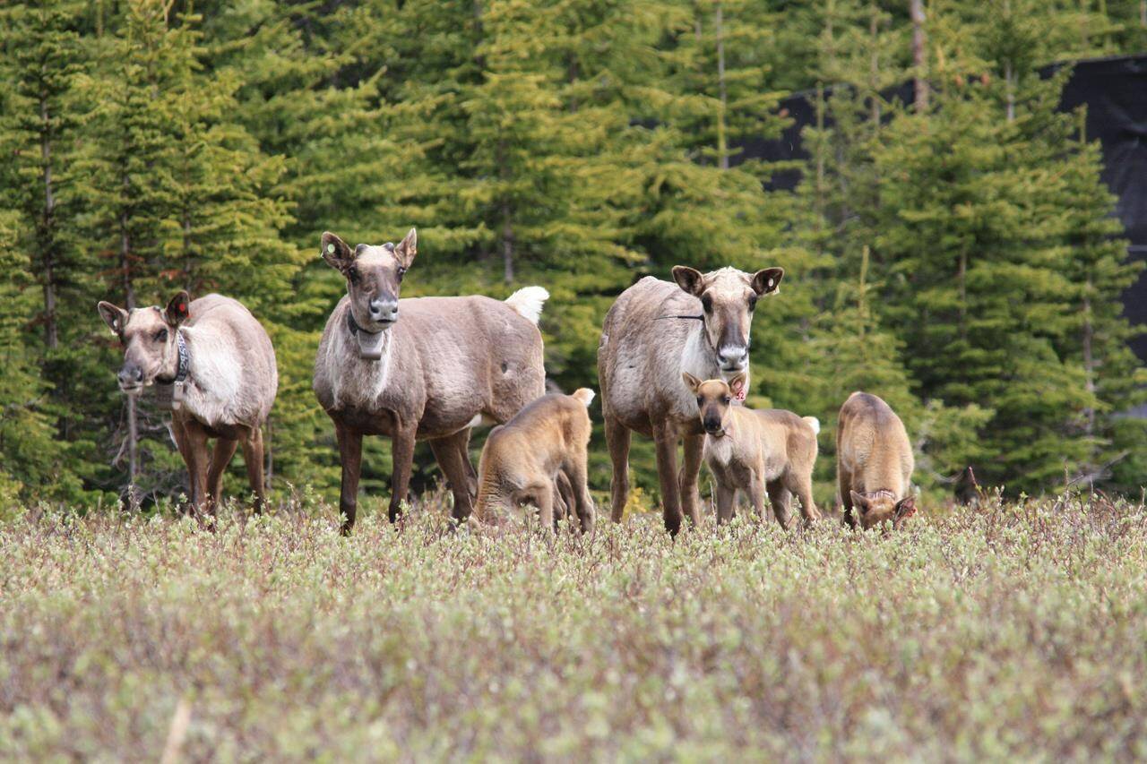 Fresh research suggests western Canada’s once-dwindling caribou numbers are finally growing. A group of caribou is seen in an undated handout photo. THE CANADIAN PRESS/HO-Line Giguere, Wildlife Infometrics