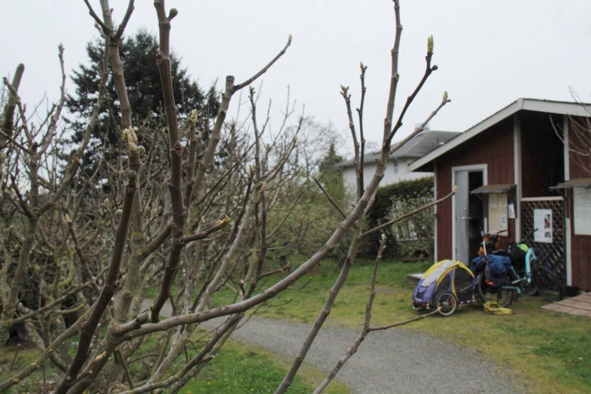 Welland Orchard in View Royal is run by the non-profit LifeCycles Project. (Christine van Reeuwyk/News Staff)