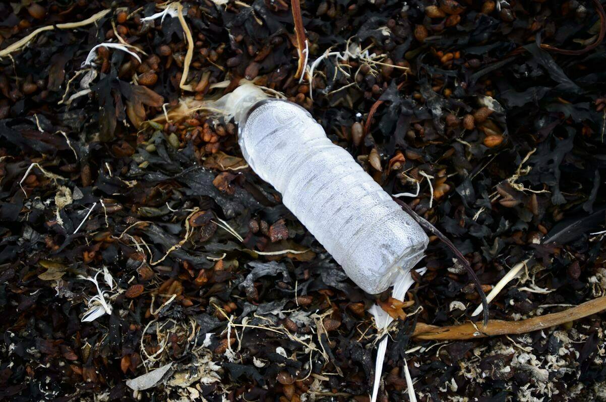 New Canadian data suggest that over a nine-year period between 2012 and 2020, the equivalent of more 15 billion plastic bottles and as many as 14 billion plastic grocery bags became litter in Canada’s environment. A single-use plastic water bottle sits amongst a pile of seaweed on the shore of Frobisher Bay in Iqaluit on Friday, Aug. 2, 2019. THE CANADIAN PRESS/Sean Kilpatrick